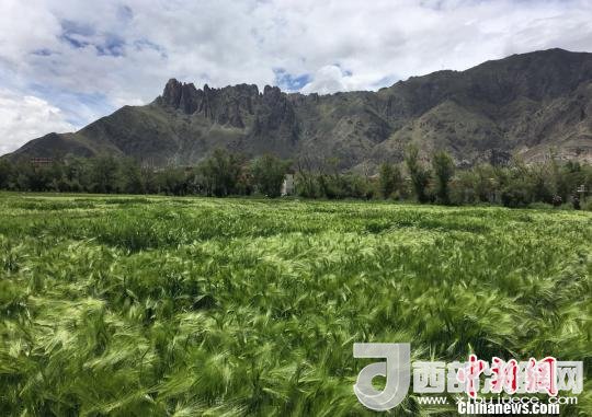 2017年西藏青稞總產(chǎn)量達到79萬噸，占糧食總產(chǎn)量的77%。圖為西藏青稞?！⊥跤窳?攝