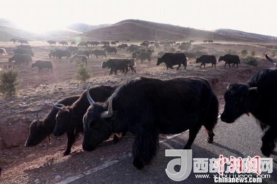 西藏每年存欄約420萬頭牦牛，牦牛產(chǎn)業(yè)發(fā)展是推動西藏畜牧業(yè)可持續(xù)發(fā)展和農(nóng)牧民脫貧致富的重要產(chǎn)業(yè)。圖為西藏牦牛。　孫翔 攝