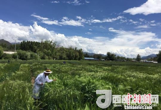 西藏與9家國家重點實驗室合力促青稞增產(chǎn)、牦牛育肥