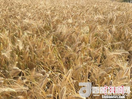 2017年西藏青稞種植面積達210多萬畝，占糧食播種面積的75%。圖為成熟期的青稞。　王玉林 攝
