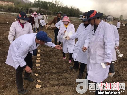 圖為研究員實地調(diào)研青稞生長土壤?！⊥跤窳?攝