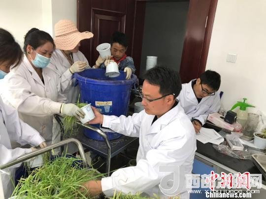 圖為研究員正在調(diào)查青稞感染白粉病情況?！⊥跤窳?攝