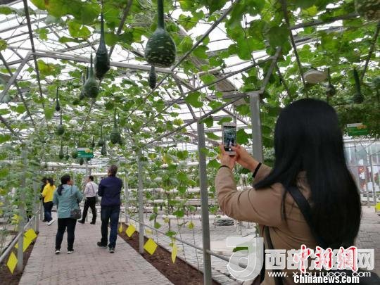 山西省郵政管理局積極推動(dòng)“一市一品”農(nóng)特產(chǎn)品進(jìn)城項(xiàng)目。 資料圖 楊杰英 攝