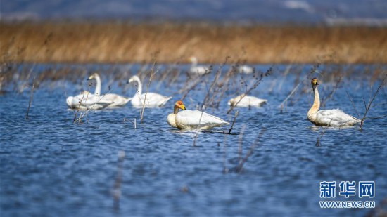 (環(huán)境)(4)大天鵝棲息白石水庫濕地自然保護區(qū)