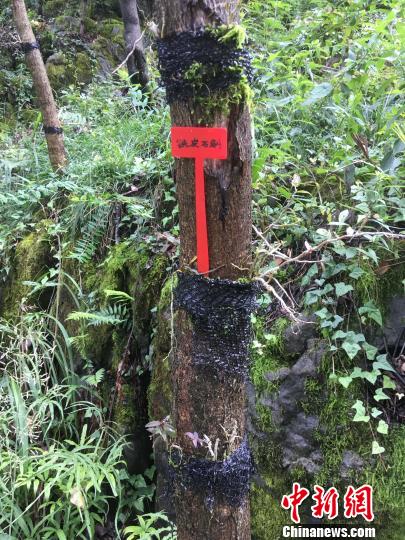 貴州同威生物科技有限公司鐵皮石斛種植?！≈軏?攝