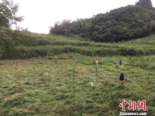 貴州同威生物科技有限公司天麻種植基地?！≈軏?攝