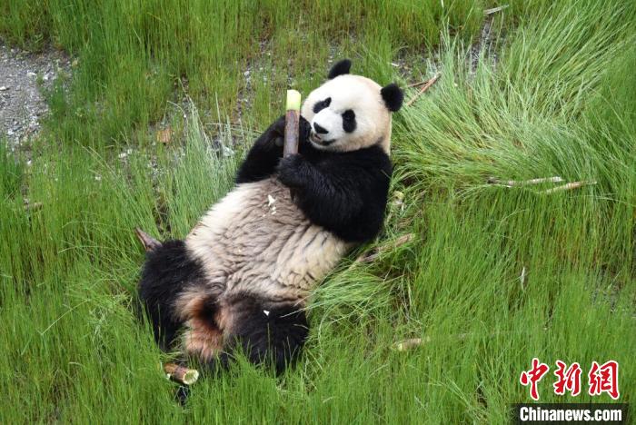 九寨溝熊貓園里的大熊貓?！【耪瘻峡h委宣傳部提供 攝