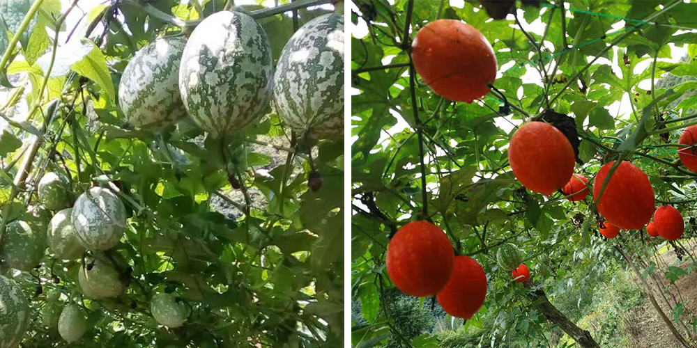 左為處于生長期的吊瓜，右為成熟的吊瓜（圖源西鄉(xiāng)縣宣傳部）