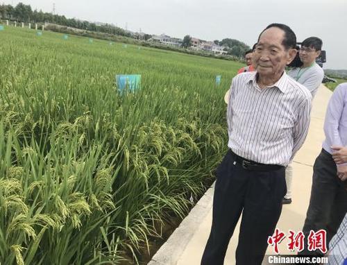 資料圖：袁隆平正在田間察看水稻生長(zhǎng)情況。 唐小晴 攝